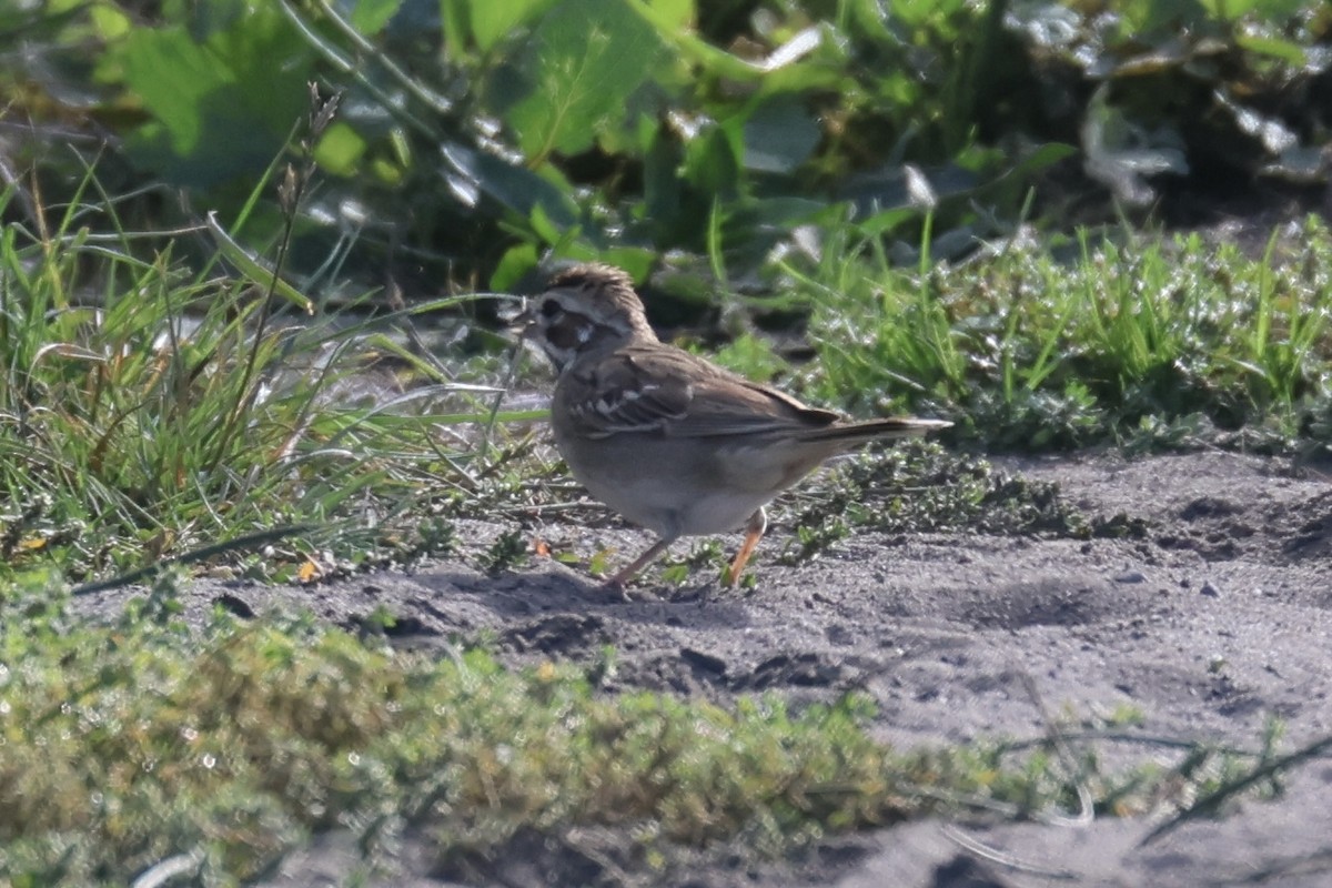 Bruant à joues marron - ML625259658