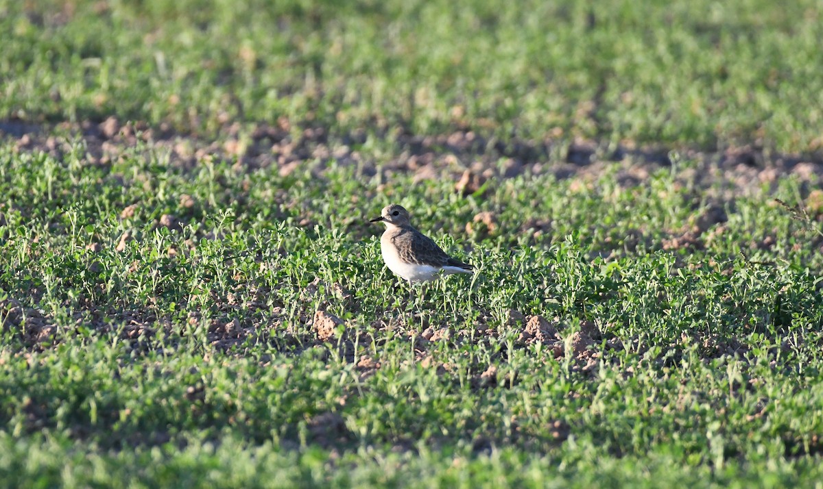 Mountain Plover - ML625259661