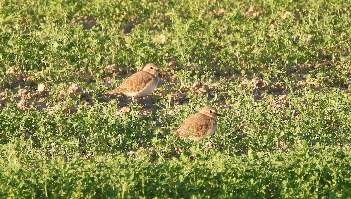 Mountain Plover - ML625259667