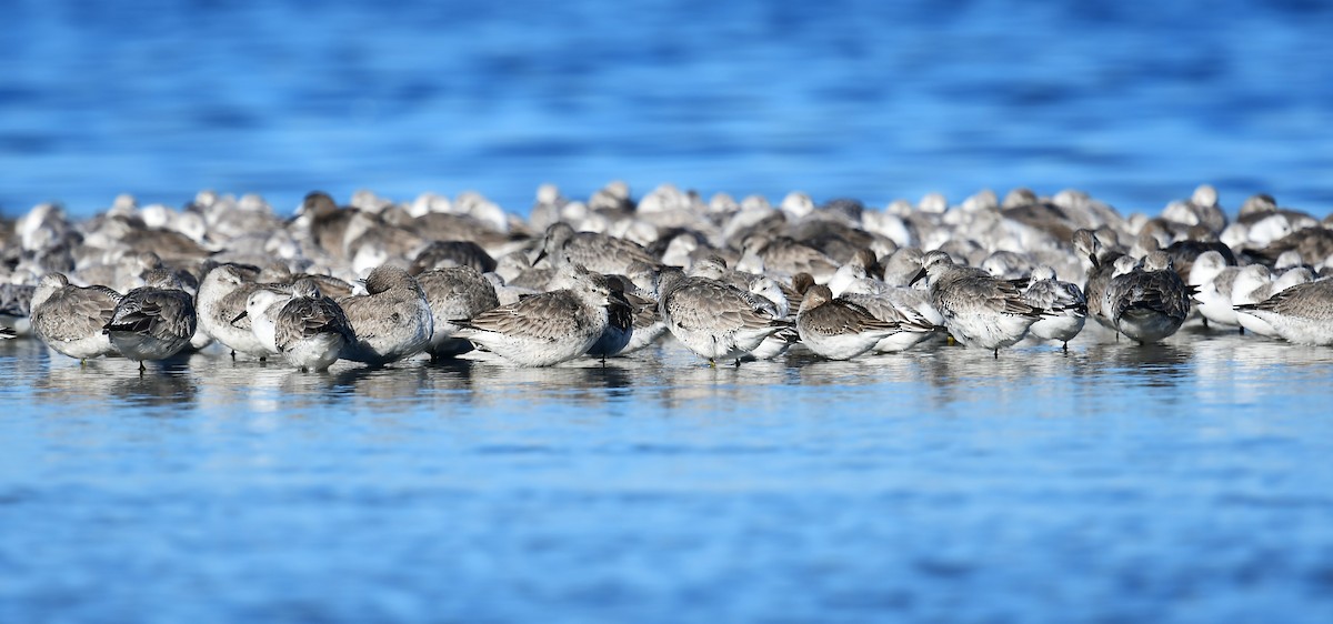 polarsnipe - ML625259713