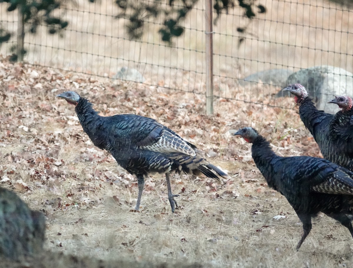Wild Turkey - ML625259720