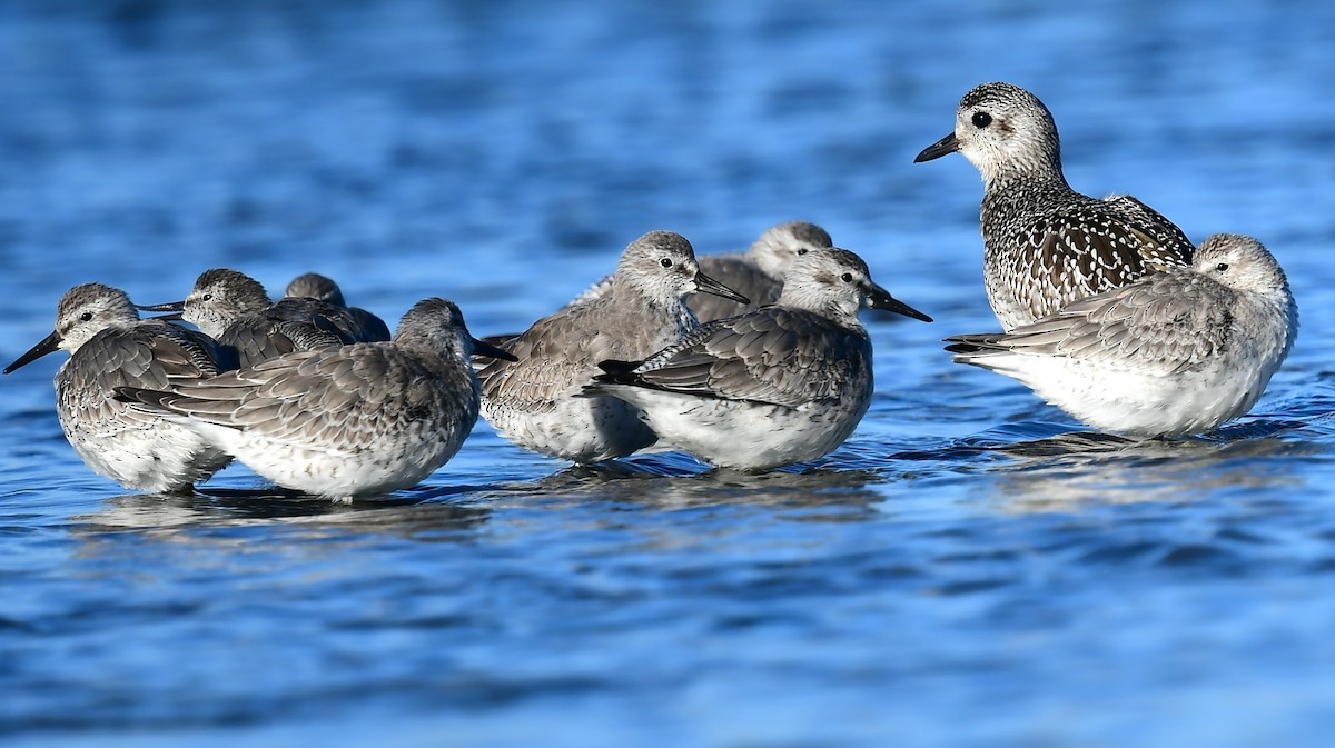 polarsnipe - ML625259721
