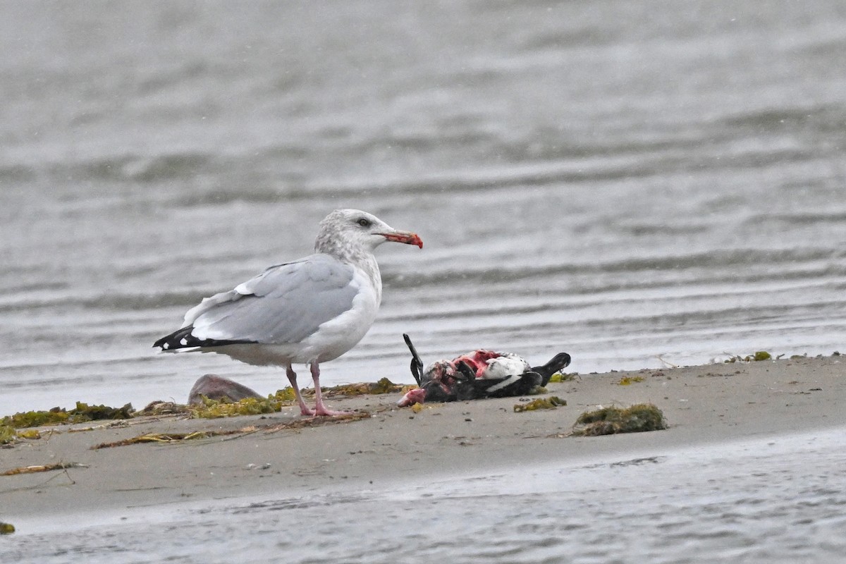 Herring Gull- - ML625259733