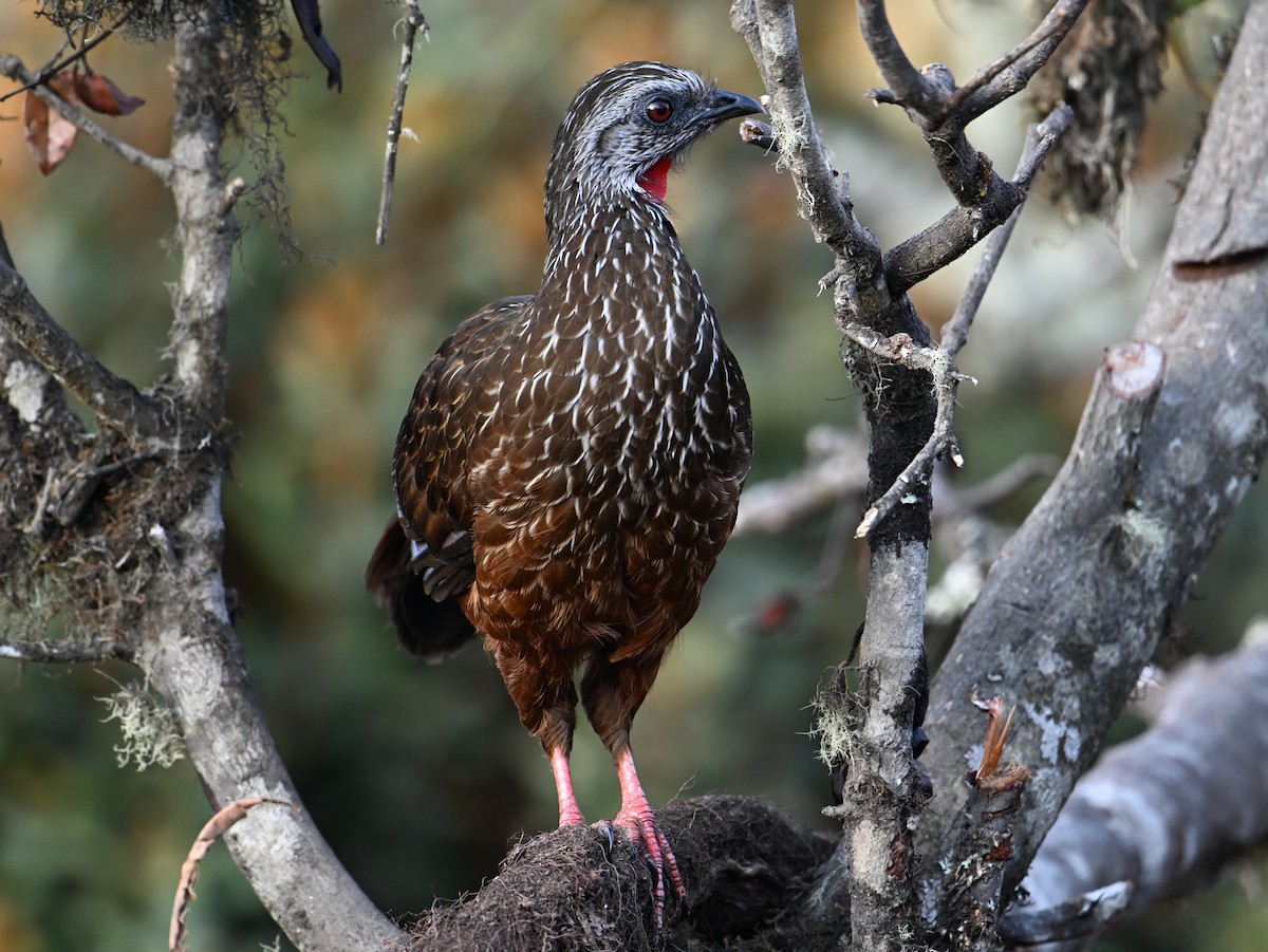 Andean Guan - jerald britten