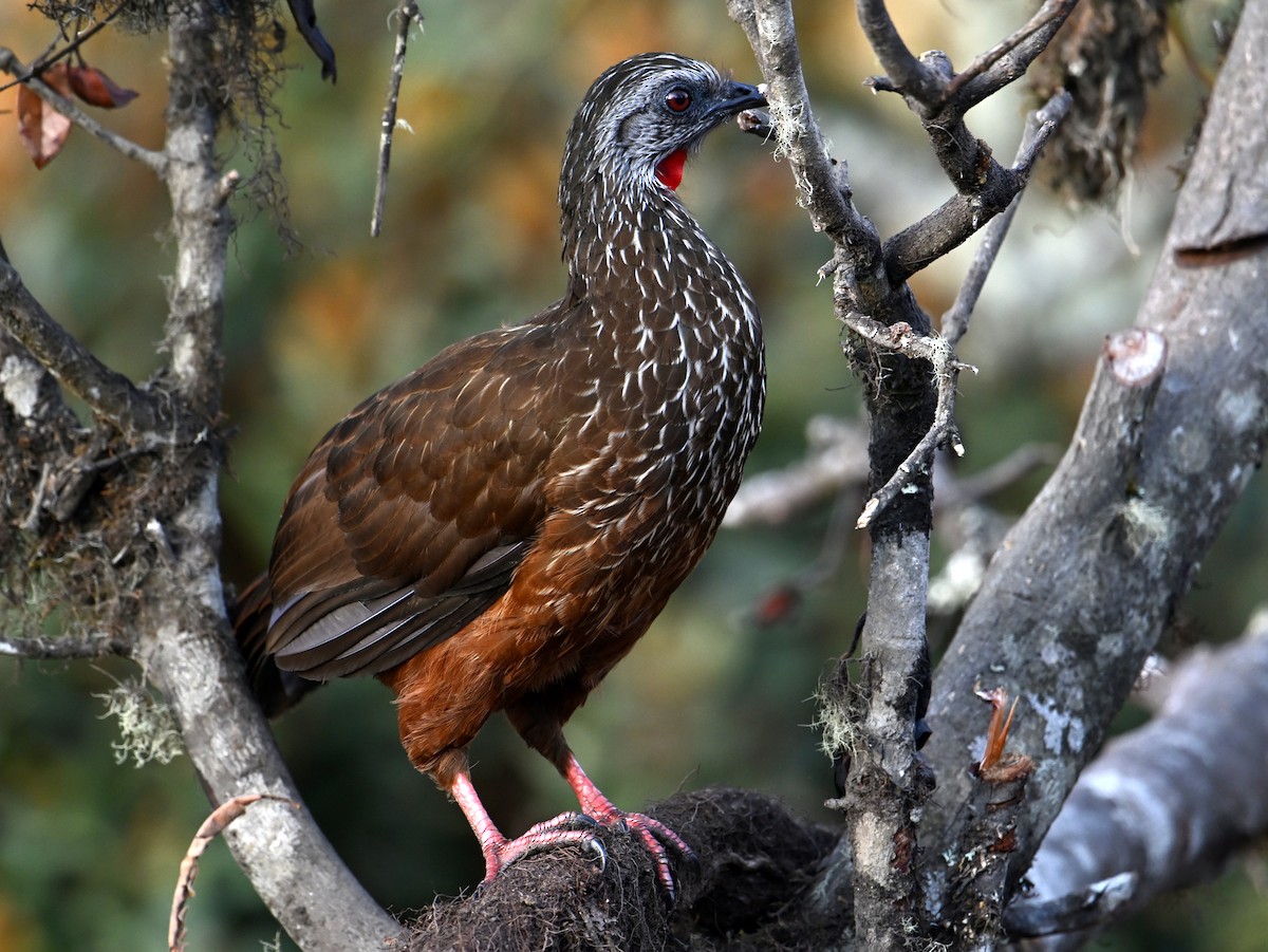 Andean Guan - ML625259772