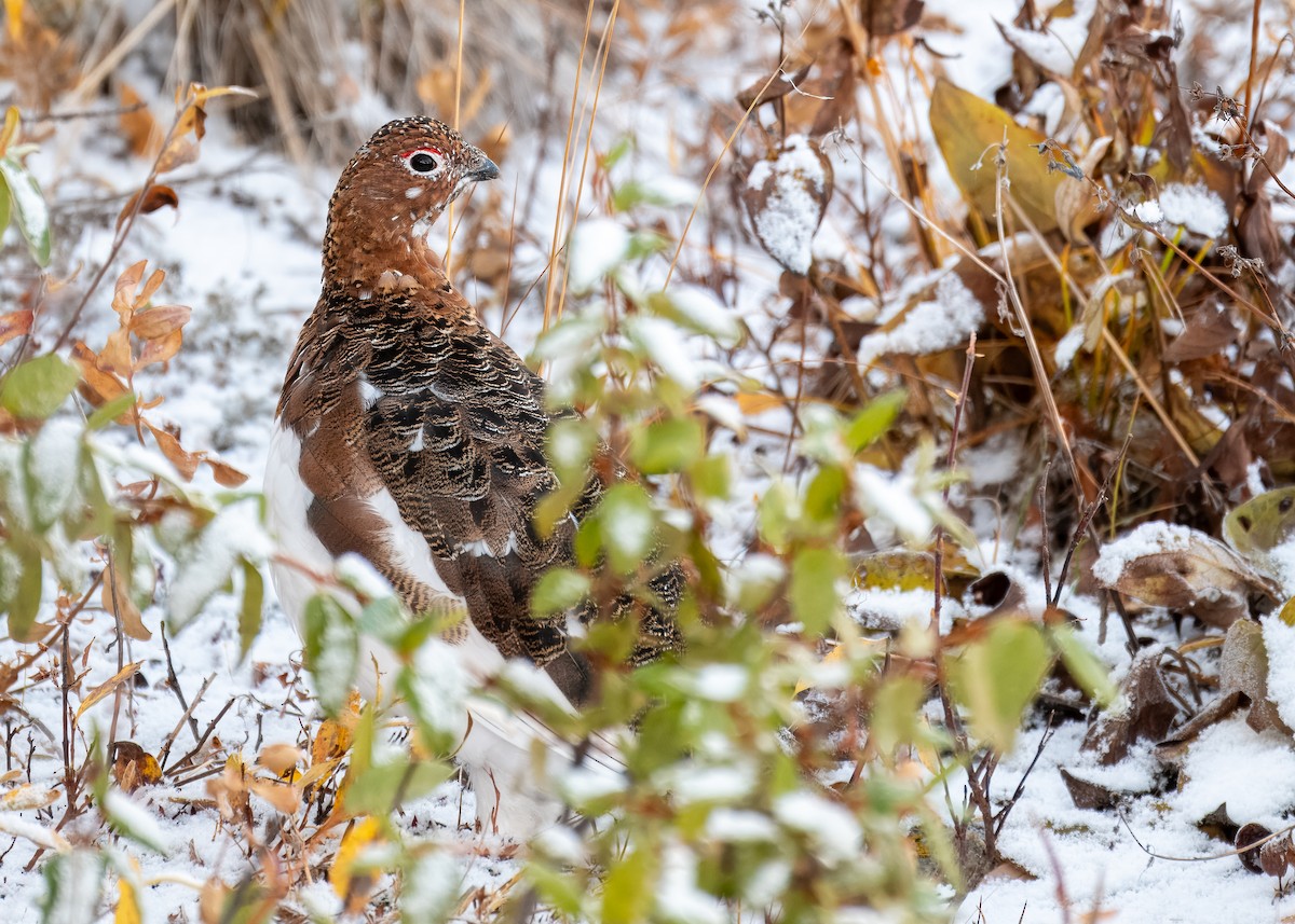 Willow Ptarmigan - ML625259784