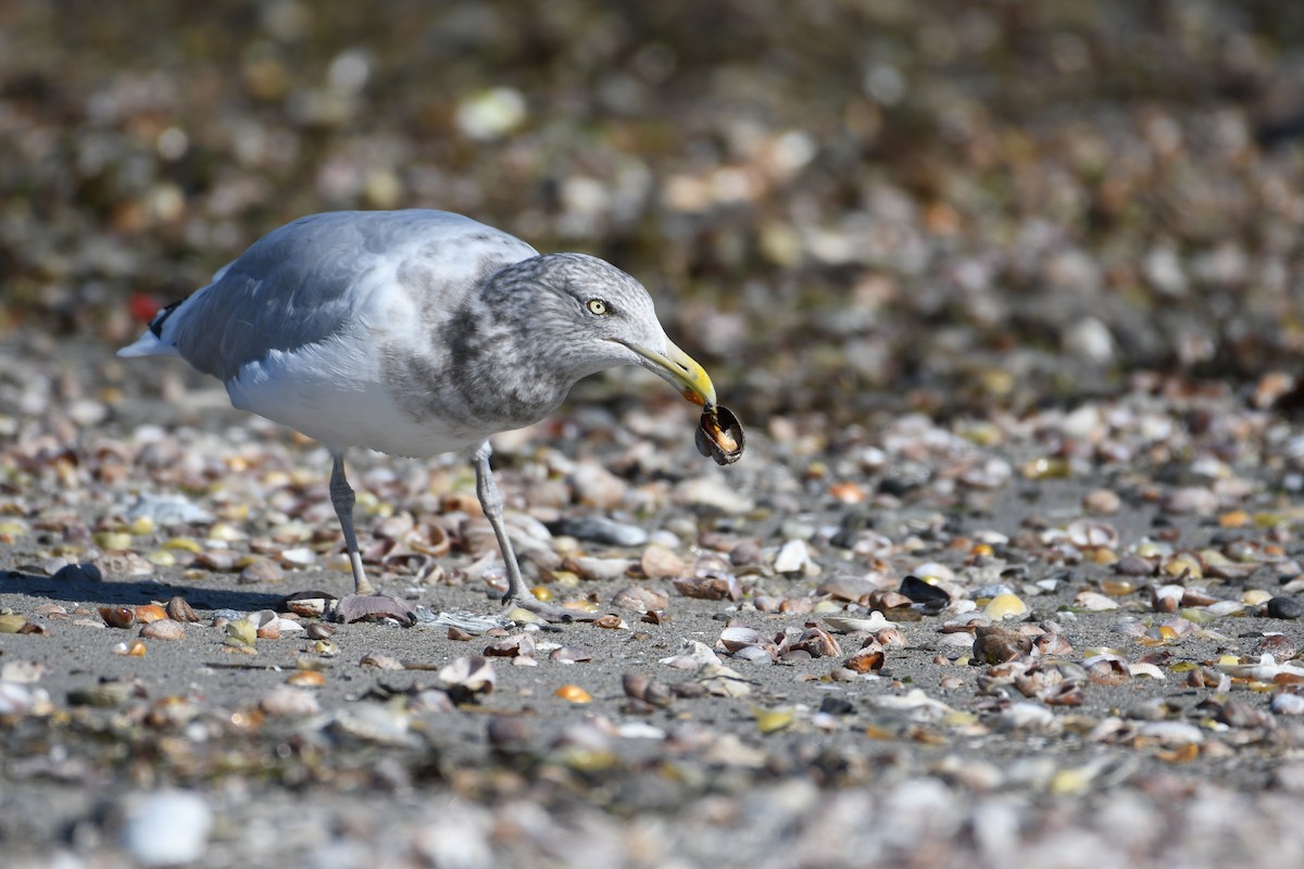 Herring Gull- - ML625259835