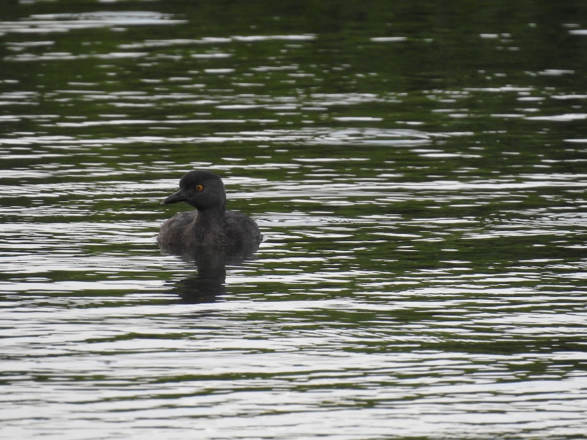 Least Grebe - ML625259878