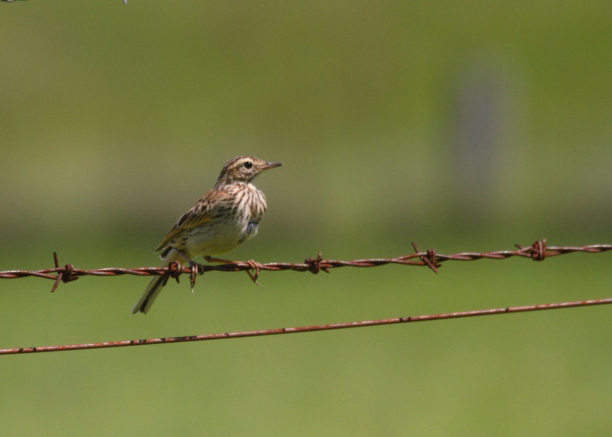 Australian Pipit - ML625259932