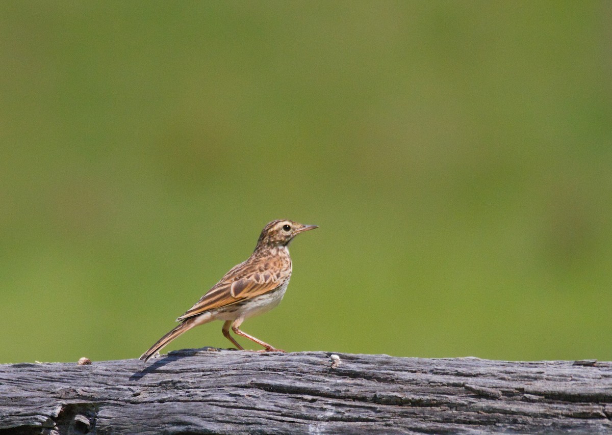 Australian Pipit - ML625259935