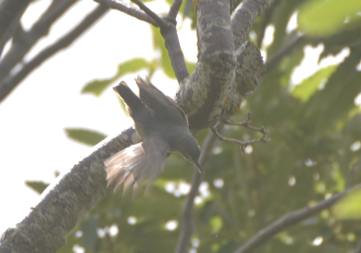 Algerian Nuthatch - ML625259949