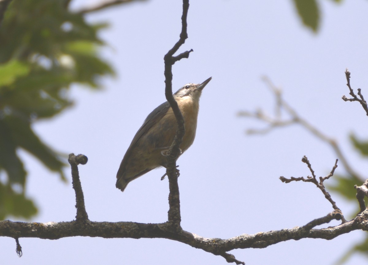 Algerian Nuthatch - ML625259950