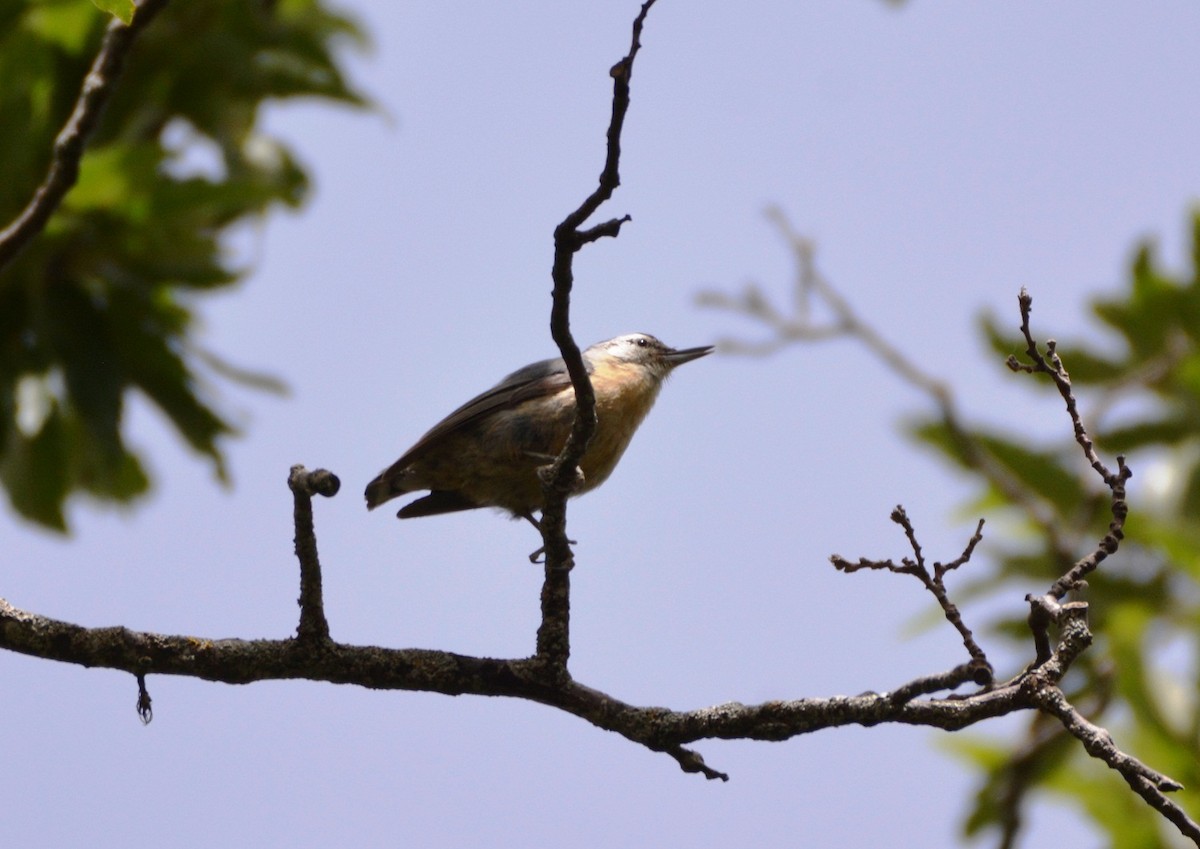 Algerian Nuthatch - ML625259951