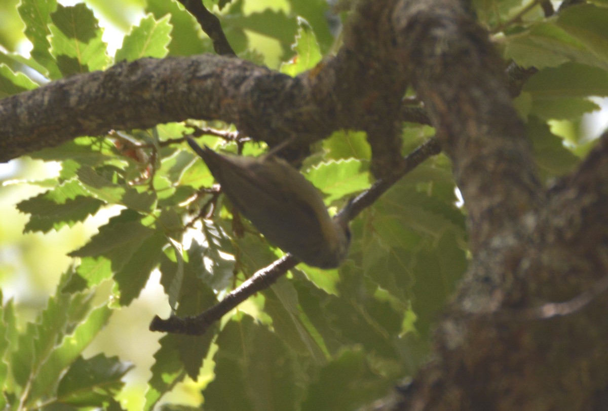 Algerian Nuthatch - ML625259952