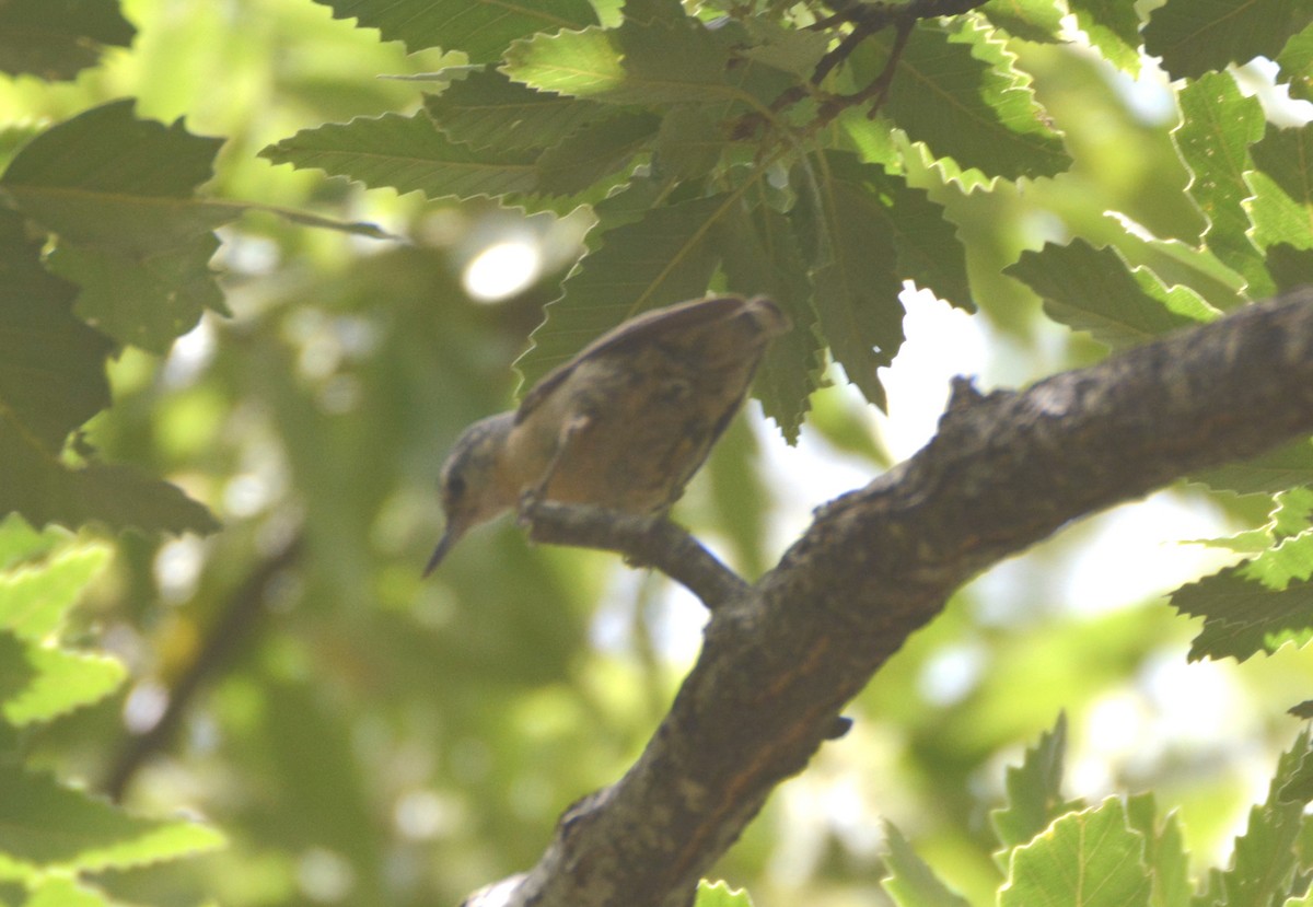 Algerian Nuthatch - ML625259953