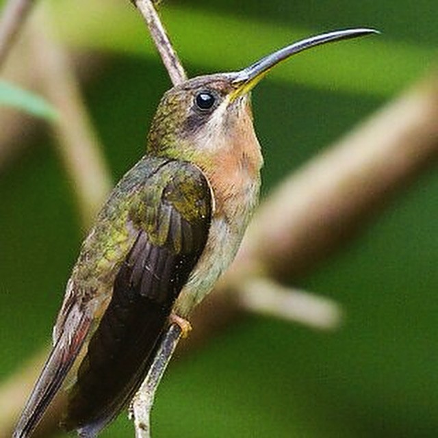 Rufous-breasted Hermit - ML625260040