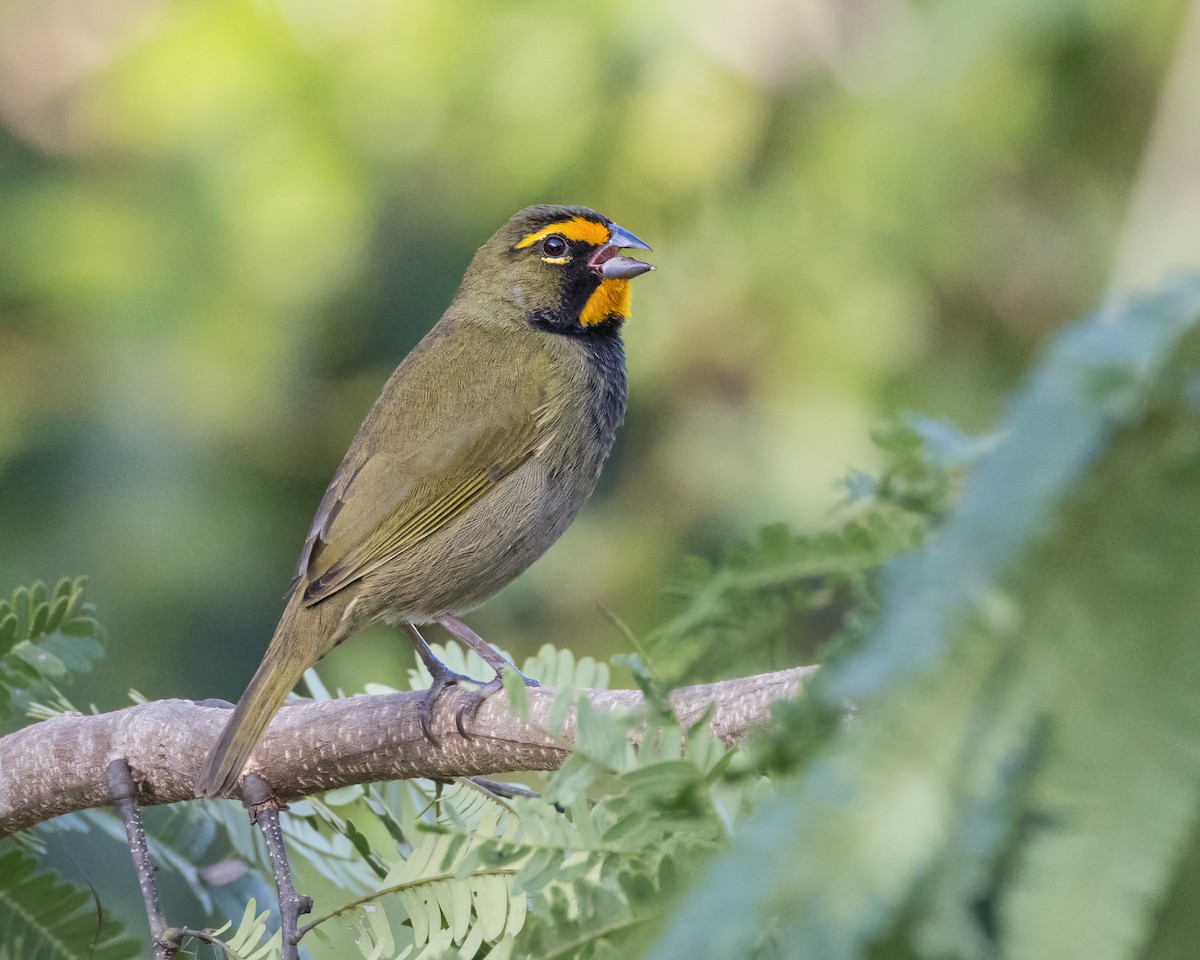 Yellow-faced Grassquit - ML625260047