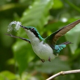 Black-eared Fairy - ML625260048