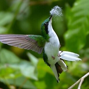 Black-eared Fairy - Júlio César Machado