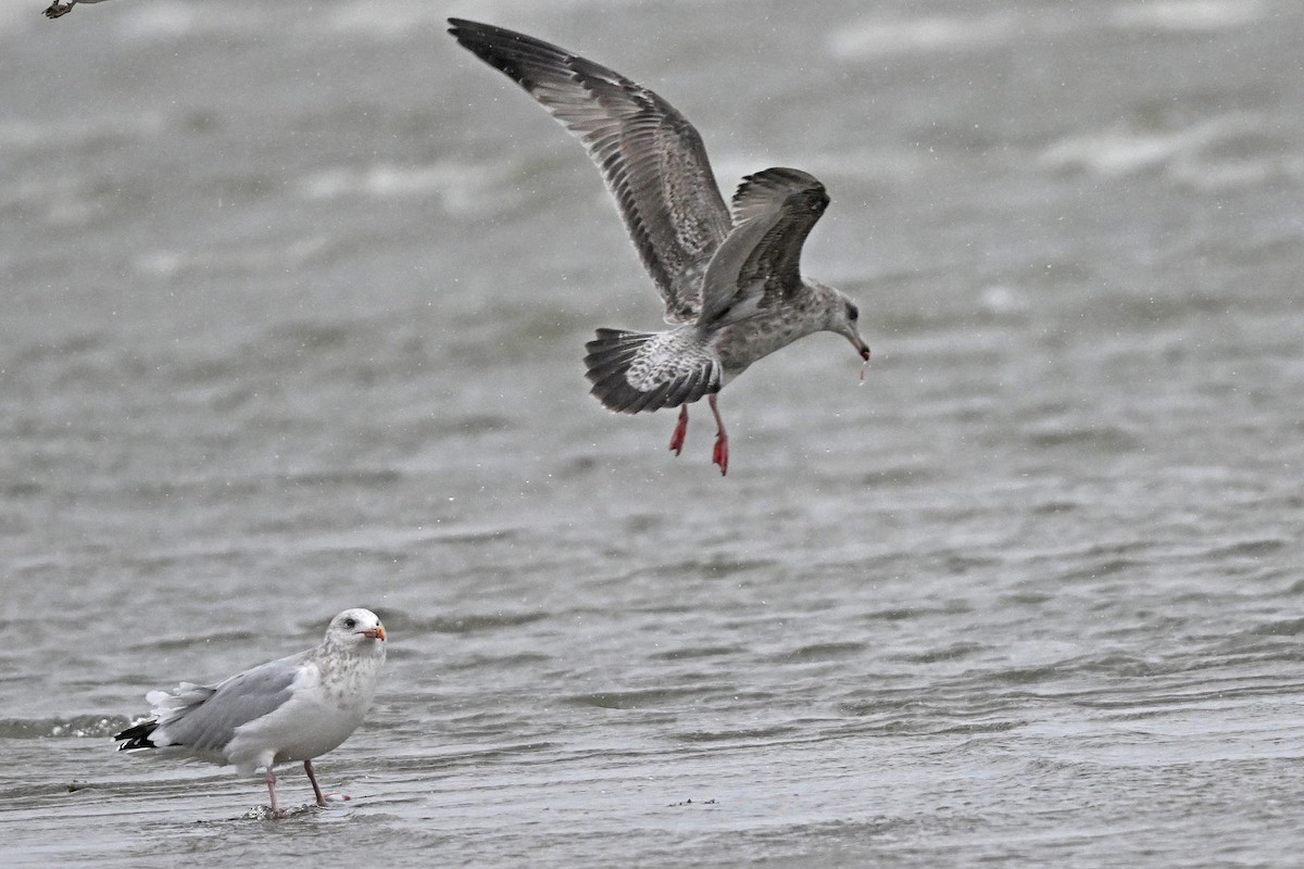 Herring Gull- - ML625260057