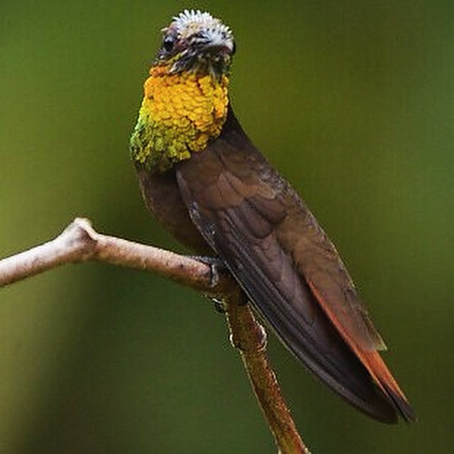 Ruby-topaz Hummingbird - Júlio César Machado