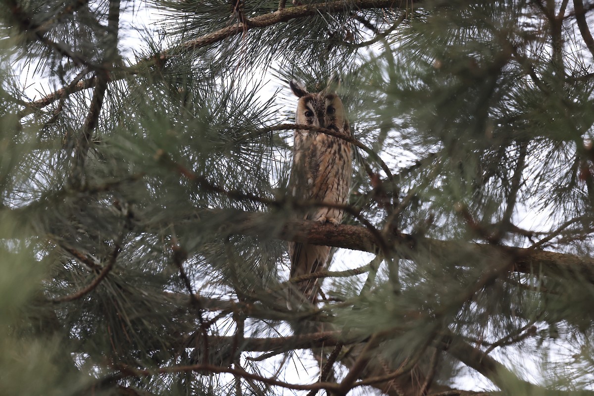 kalous ušatý - ML625260061