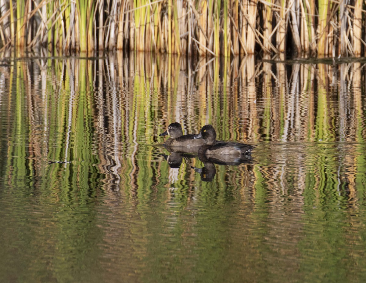 Ring-necked Duck - ML625260068