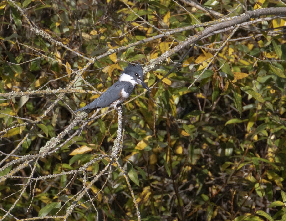 Belted Kingfisher - ML625260071