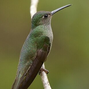 Sombre Hummingbird - ML625260084