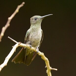 Sombre Hummingbird - ML625260085