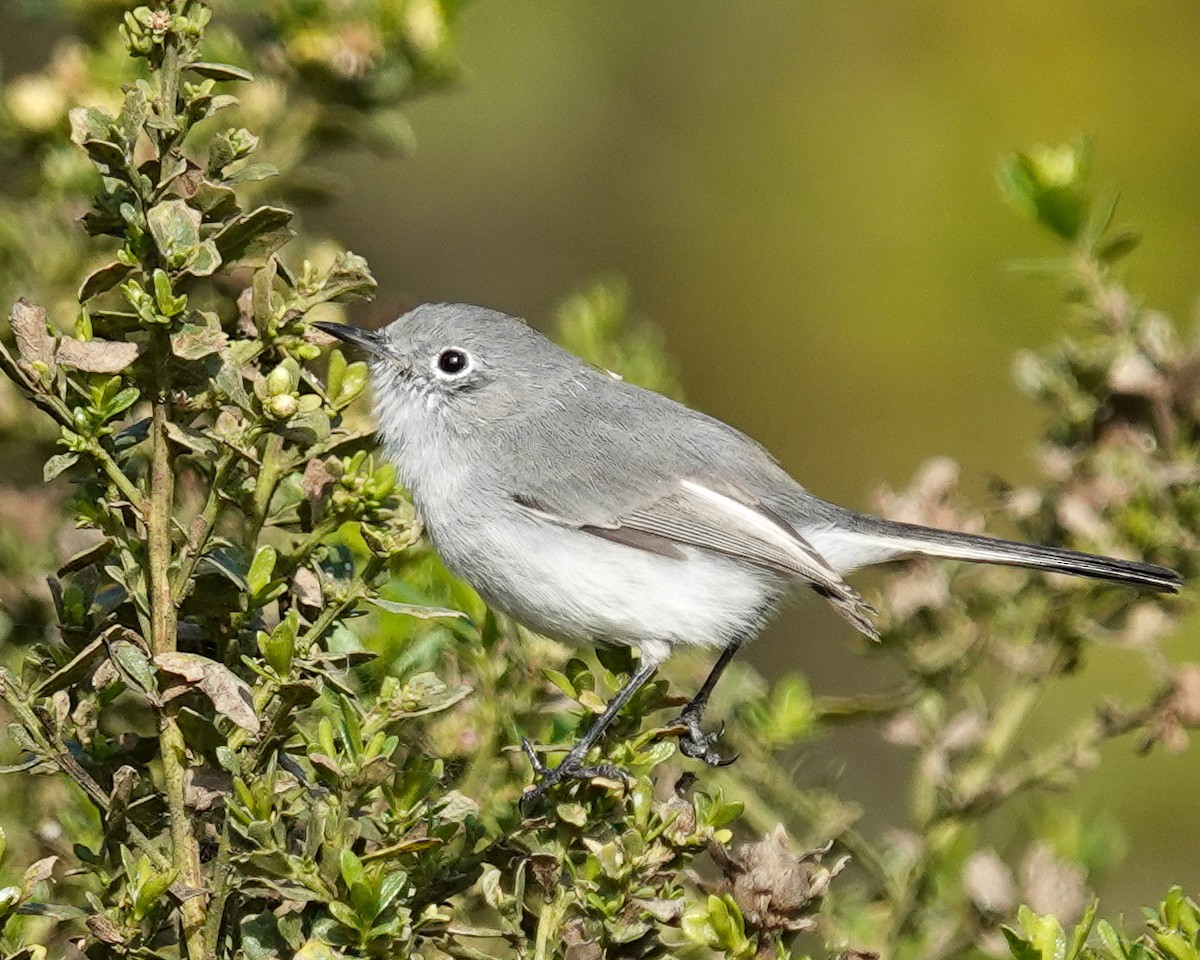 ברחשית כחלחלה - ML625260088