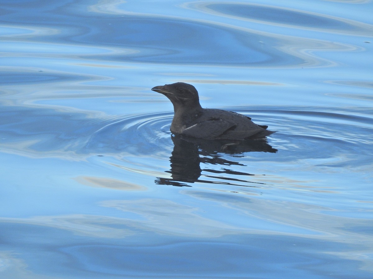 Rhinoceros Auklet - ML625260124