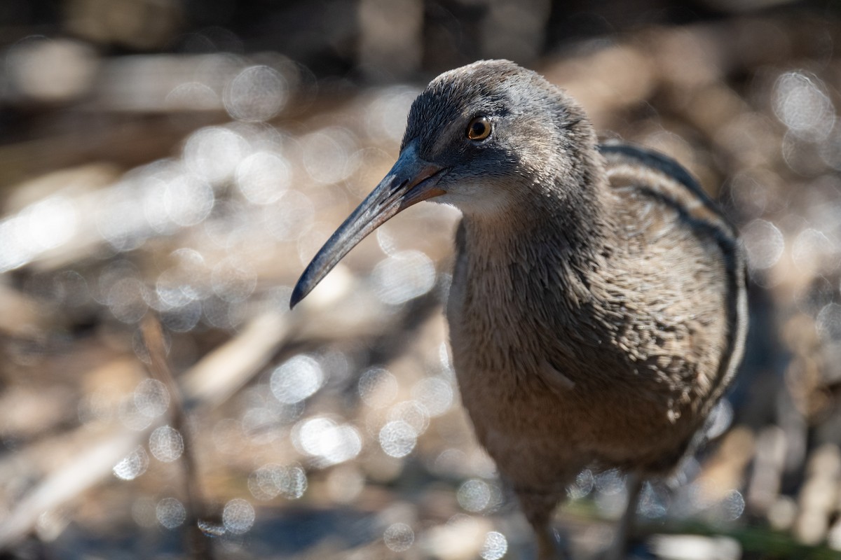 Clapper Rail - ML625260128