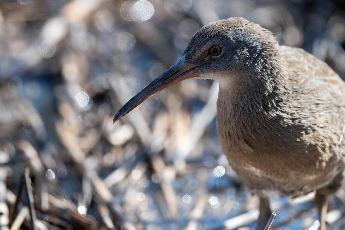 Clapper Rail - ML625260129