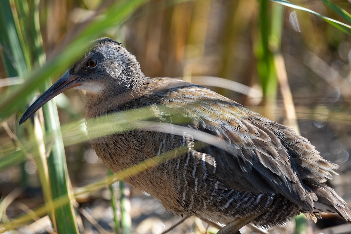 Clapper Rail - ML625260130