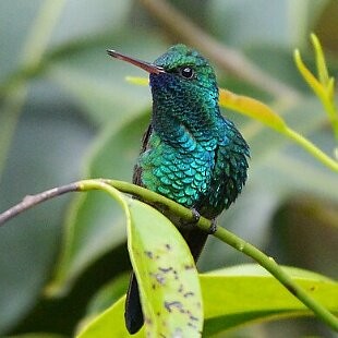 Glittering-throated Emerald - ML625260134