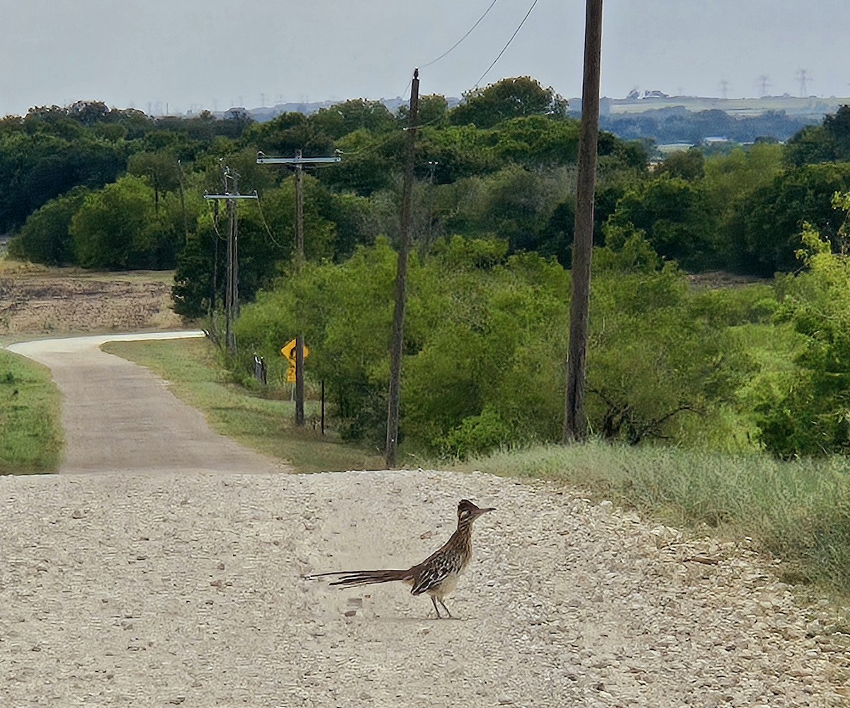 Greater Roadrunner - ML625260150