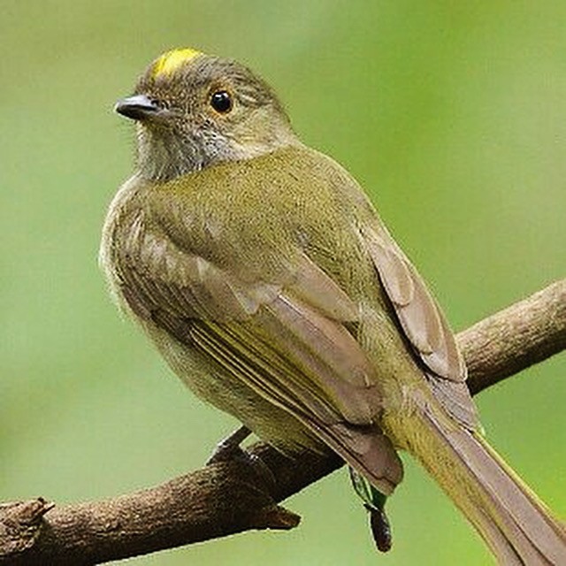 Pale-bellied Tyrant-Manakin - ML625260154