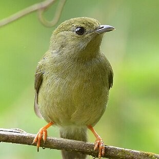 White-bearded Manakin - ML625260170