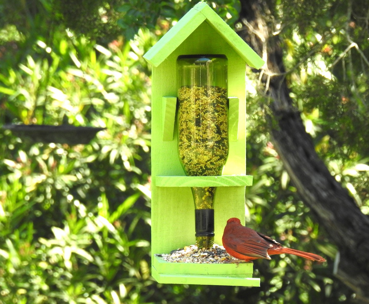 Northern Cardinal - ML625260173