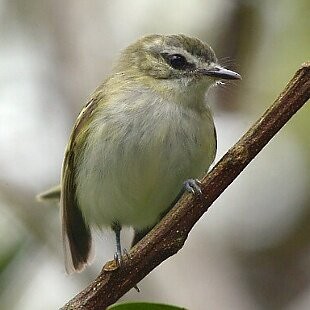 Alagoas Tyrannulet - ML625260178