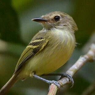 Smoky-fronted Tody-Flycatcher - ML625260196