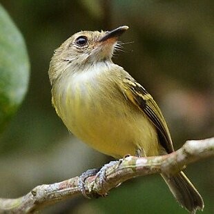 Smoky-fronted Tody-Flycatcher - ML625260197