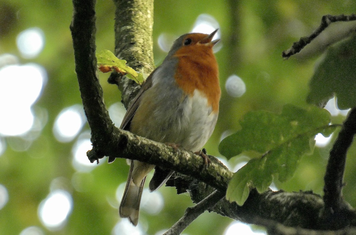 European Robin - ML625260200