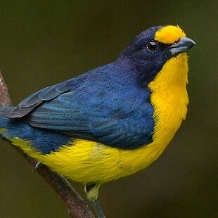 Violaceous Euphonia - ML625260211