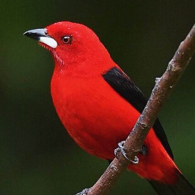 Brazilian Tanager - ML625260217