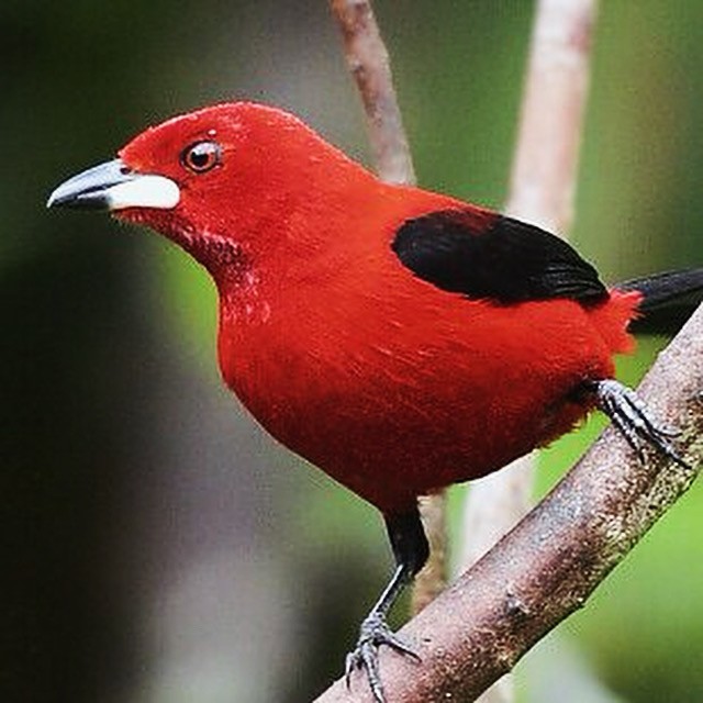 Brazilian Tanager - ML625260218