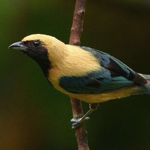 Burnished-buff Tanager - Júlio César Machado