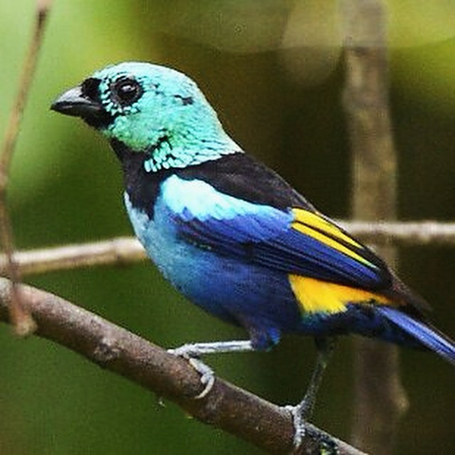 Seven-colored Tanager - ML625260228