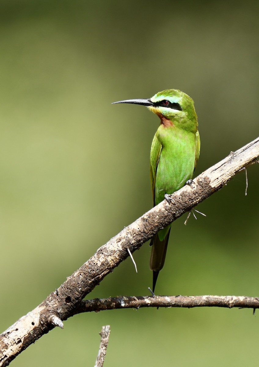 Blue-cheeked Bee-eater - Paul Friesen